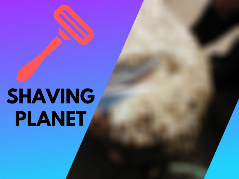 How To Shear A Sheep With Hand Shears (with video)