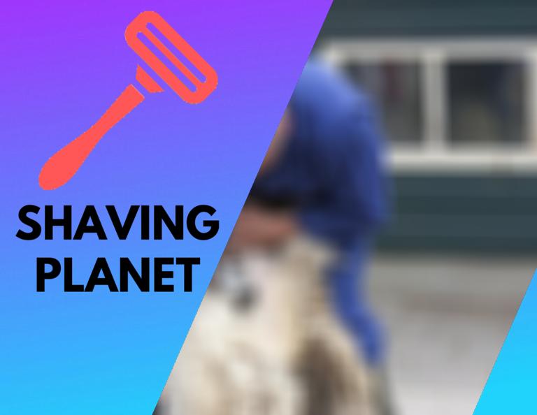 The Complete Guide to Shearing a Sheep