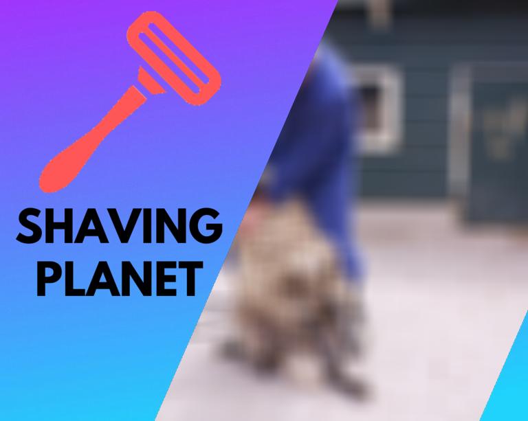 What does it Cost to Shear a sheep? We checked it for you…